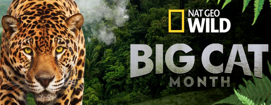 Big Cat Month