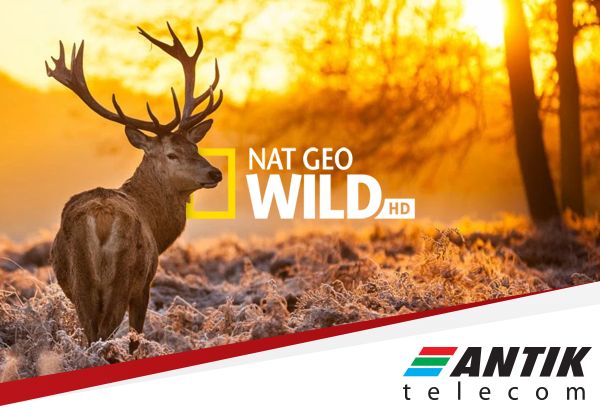 ngw antik