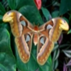 mid-ov Avatar