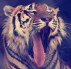 ThooR-ov Avatar